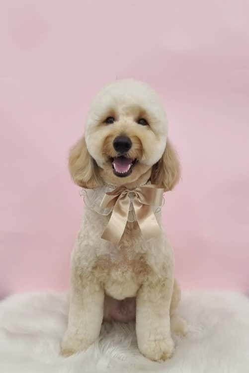 블레스독 · 네이버 지도·플레이스 2