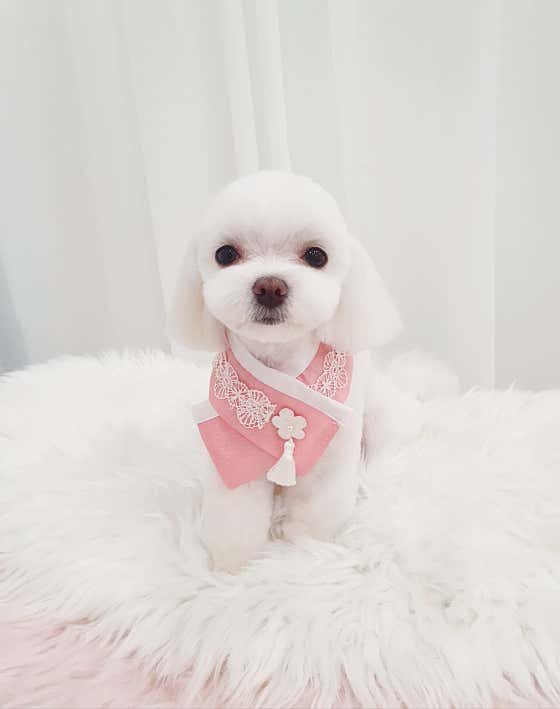 블레스독 · 네이버 지도·플레이스 3