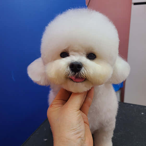몽까듀 · 네이버 지도·플레이스 4