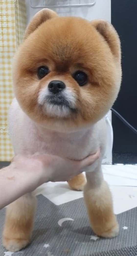 루루반려견 · 네이버 지도·플레이스 9