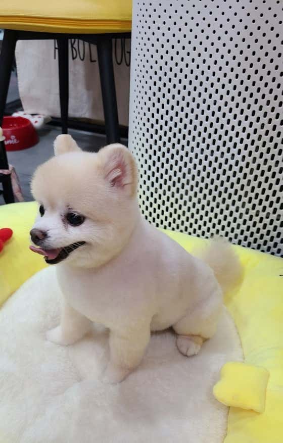 루루반려견 · 네이버 지도·플레이스 8