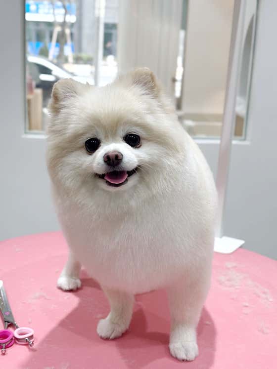 무드그루밍 애견미용실 · 네이버 지도·플레이스 6