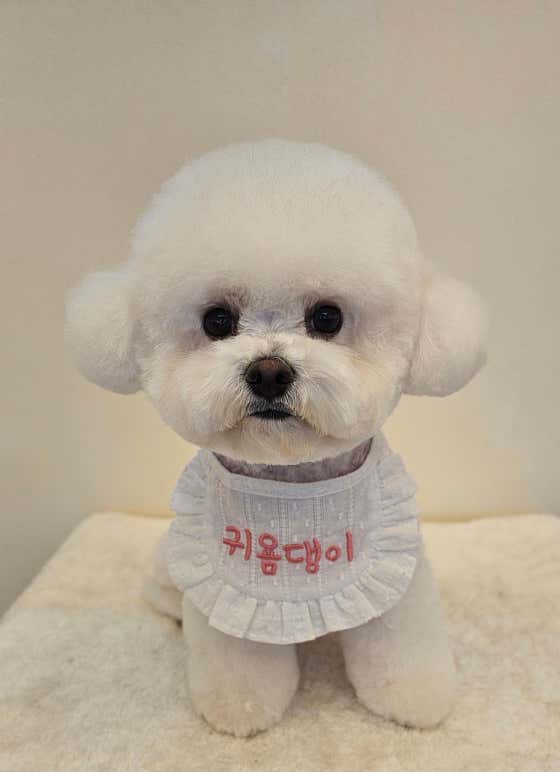 귀욤댕이 애견미용실 대표이미지