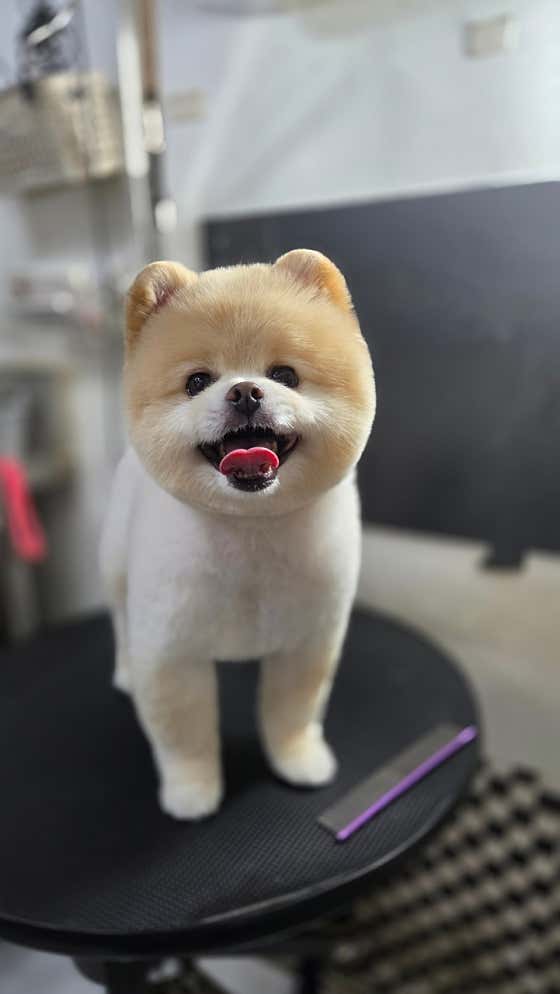 숲속애견샵 · 네이버 지도·플레이스 3