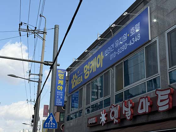멍케아 반려견 유치원&호텔 · 네이버 지도·플레이스 3