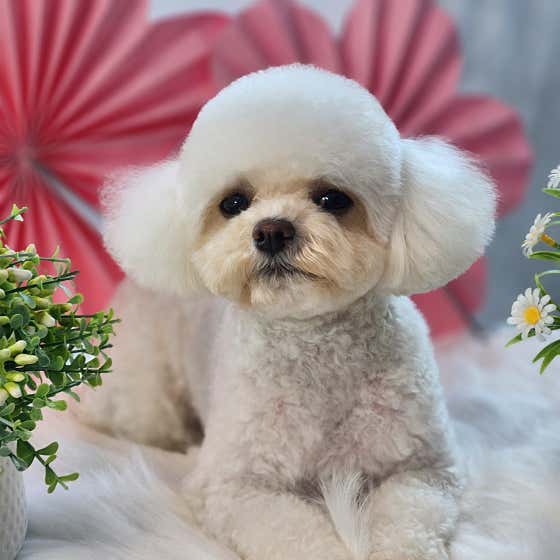 안녕펫 애견 호텔 애견 미용 · 네이버 지도·플레이스 9