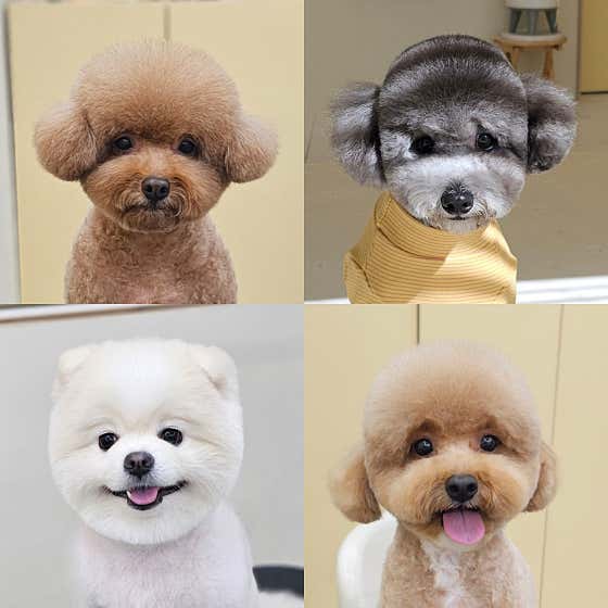 따뜻하개 · 네이버 지도·플레이스 4