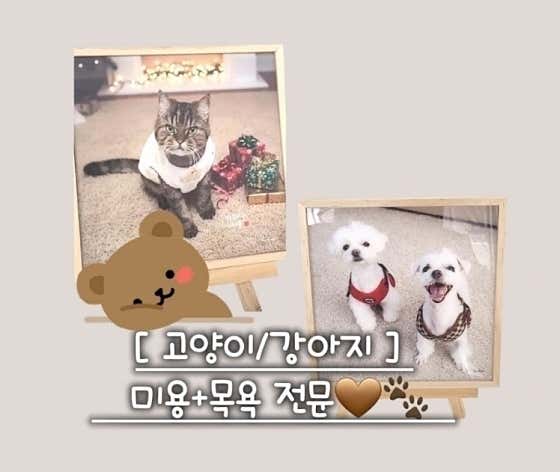 원반려동물미용실