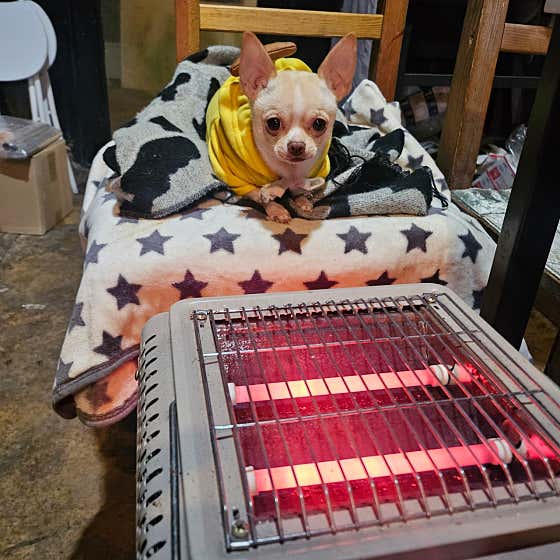 스시마씸 월정 · 네이버 지도·플레이스 7
