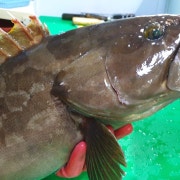다금바리 메뉴 사진(네이버)