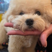 🐶프리미엄 펫 프렌들리🐶 메뉴 사진(네이버)