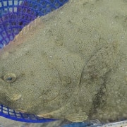 대광어 메뉴 사진(네이버)