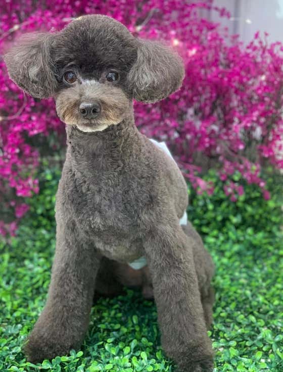 개바라기 · 네이버 지도·플레이스 3