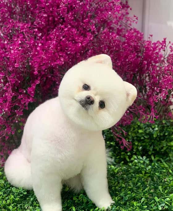 개바라기 · 네이버 지도·플레이스 9
