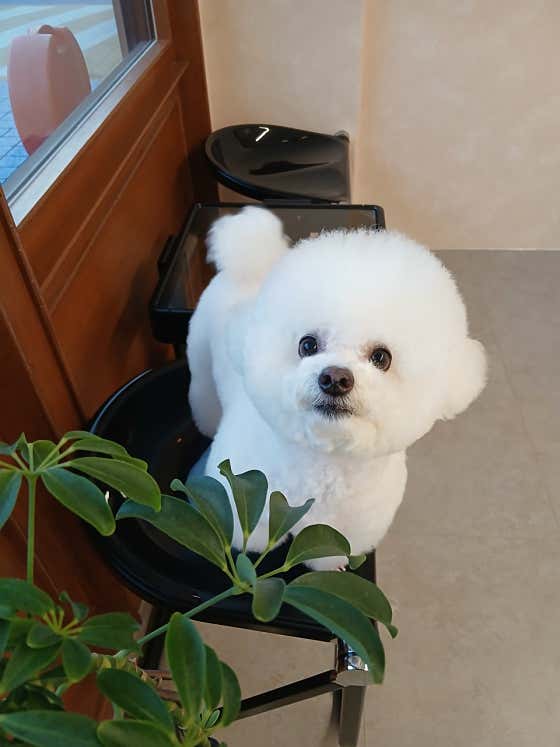 꼬순내 · 네이버 지도·플레이스 5
