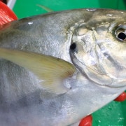줄무늬전갱이(시마아지) 메뉴 사진(네이버)