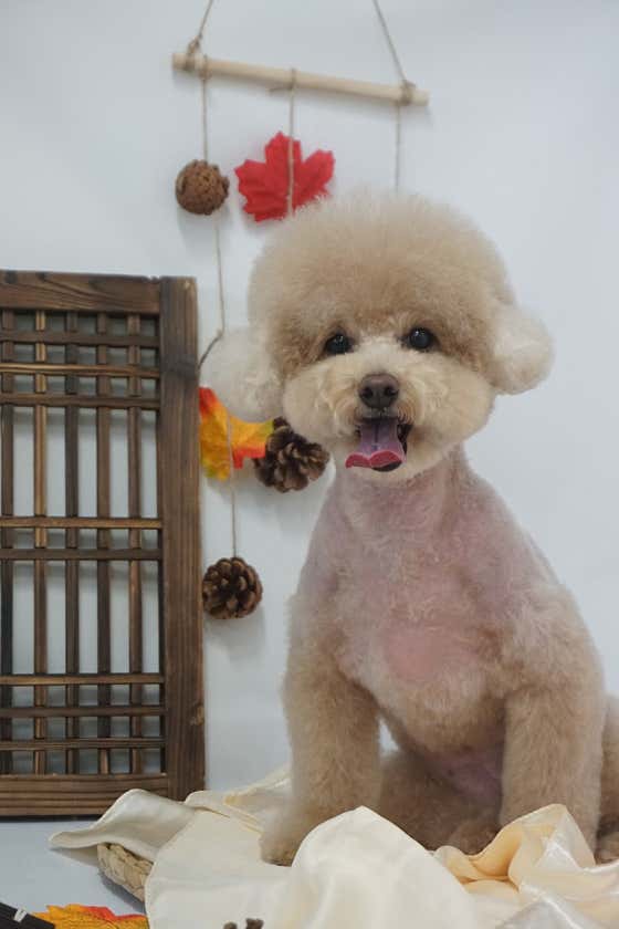 다소니펫살롱 · 네이버 지도·플레이스 3
