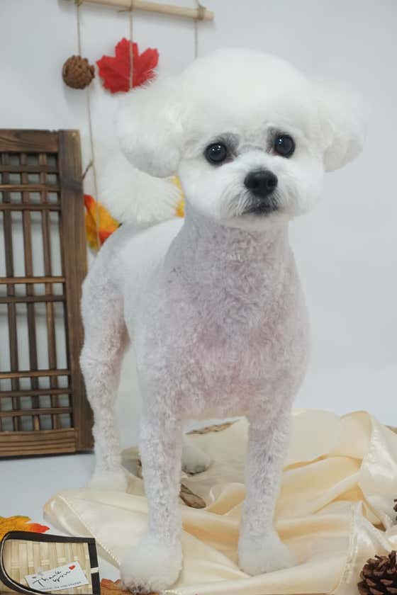 다소니펫살롱 · 네이버 지도·플레이스 10
