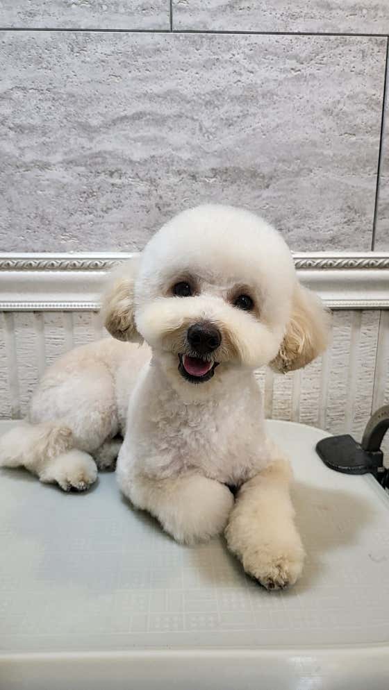 오구오구살롱