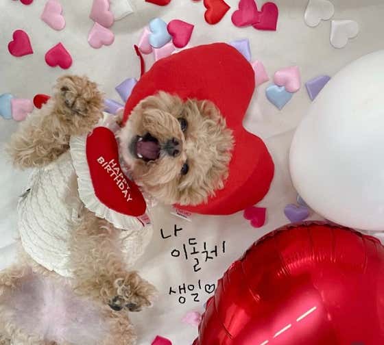 하이댕댕유치원 · 네이버 지도·플레이스 9