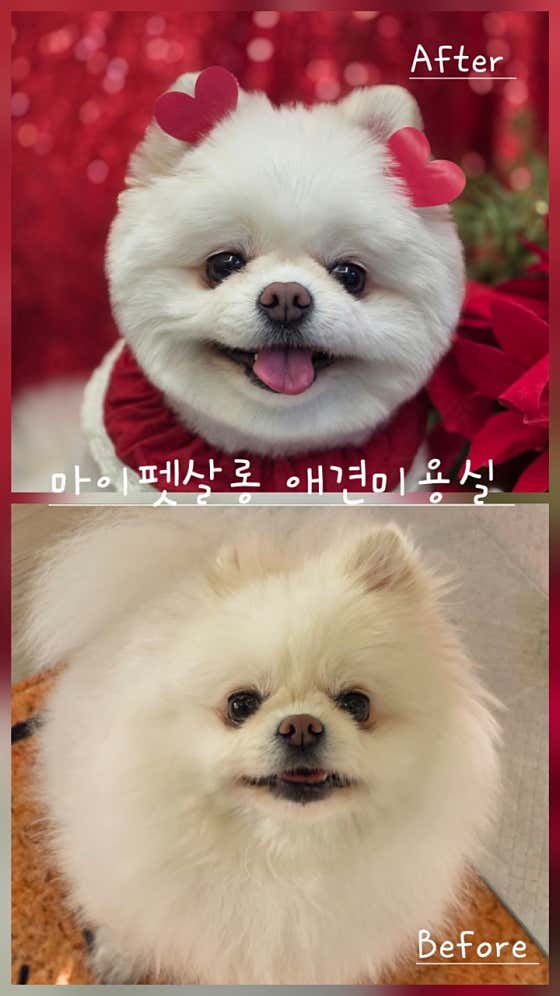 마이펫살롱 · 네이버 지도·플레이스 3