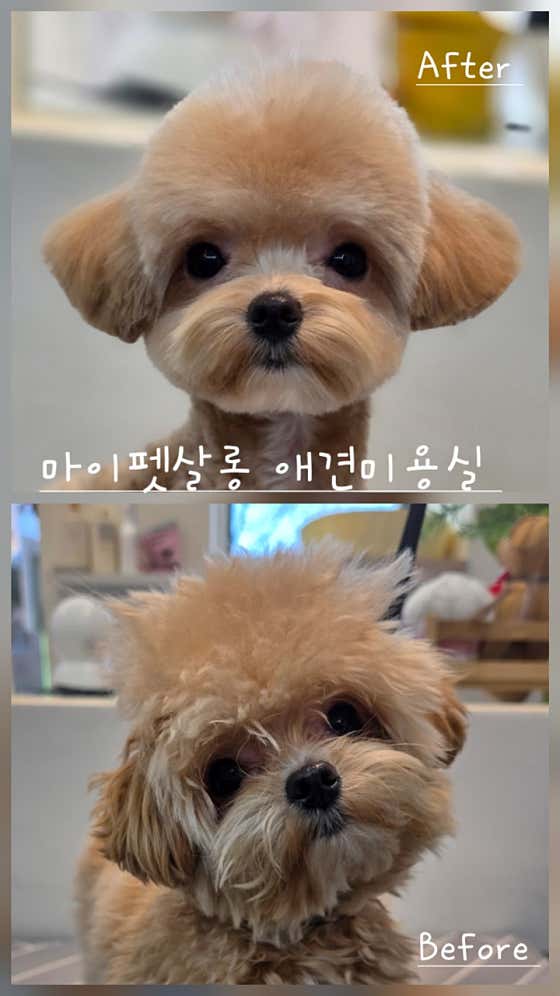 마이펫살롱 · 네이버 지도·플레이스 9