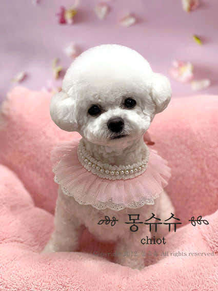 몽슈슈 애견미용실 · 네이버 지도·플레이스 3