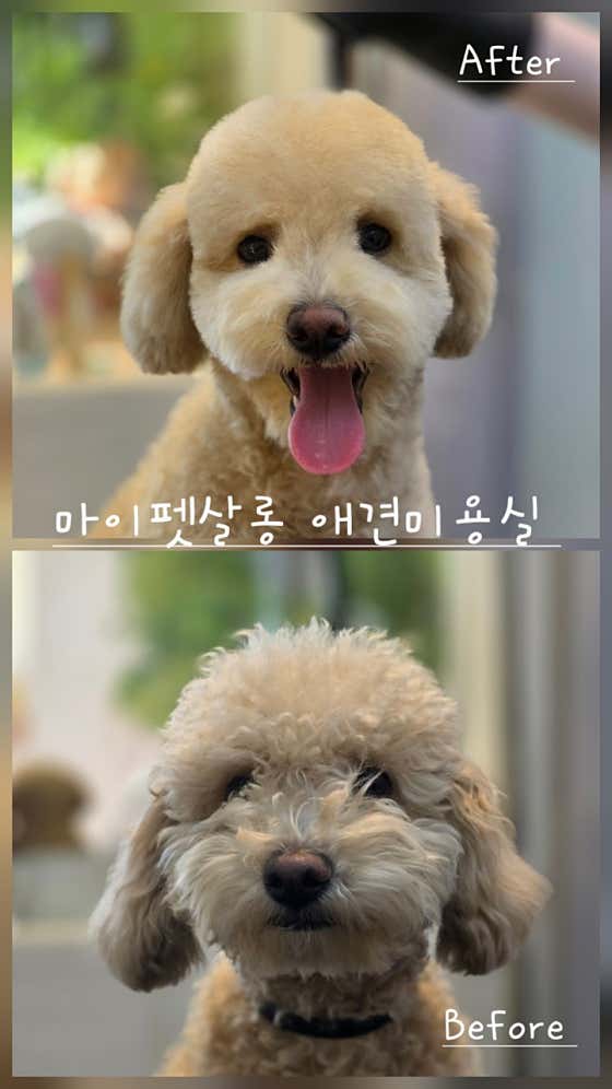 마이펫살롱 · 네이버 지도·플레이스 7