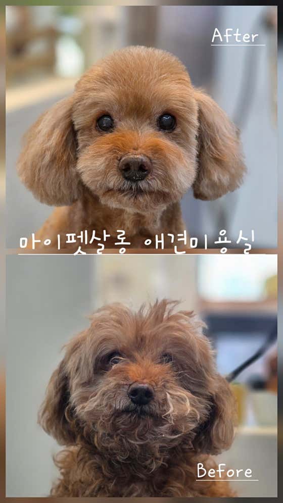 마이펫살롱 · 네이버 지도·플레이스 6