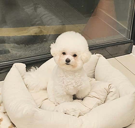 해피댕댕