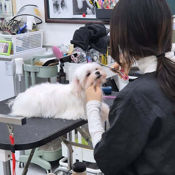 강명주애견미용학원 · 네이버 지도·플레이스 3