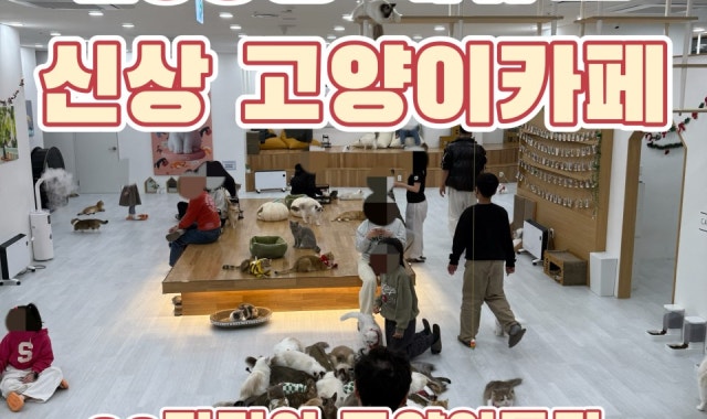 캣플헤븐 대구동성로점 대표 사진
