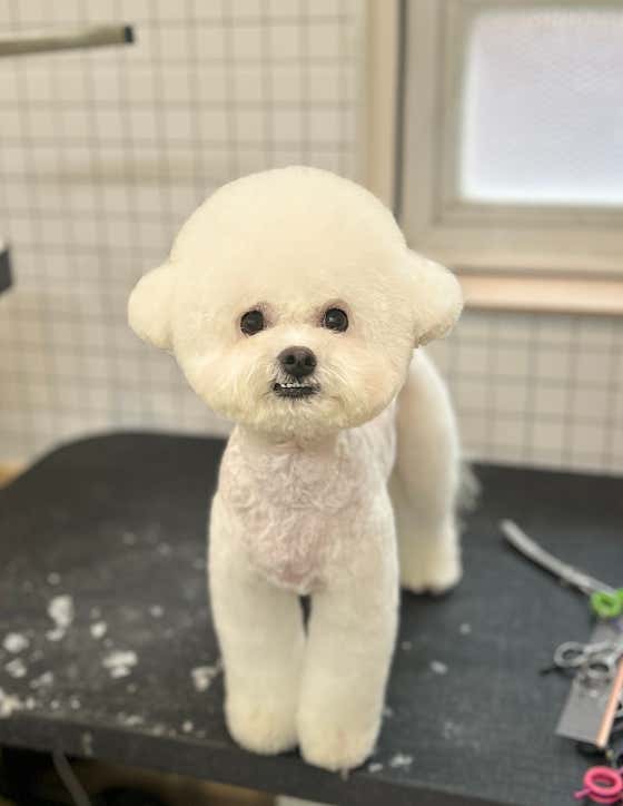 내일의 강아지 · 네이버 지도·플레이스 4