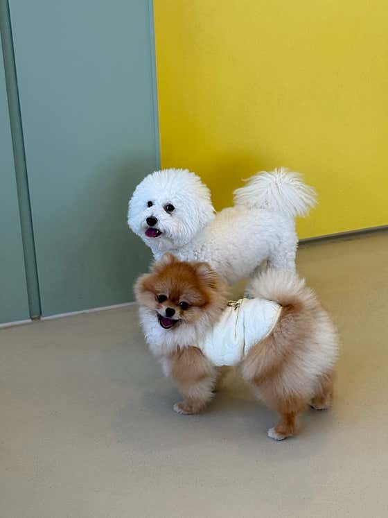 꼬리살랑 · 네이버 지도·플레이스 3