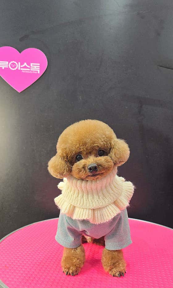 루이스독 · 네이버 지도·플레이스 2
