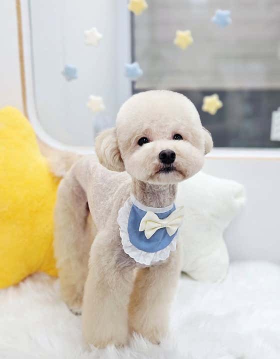 원펫살롱 · 네이버 지도·플레이스 5