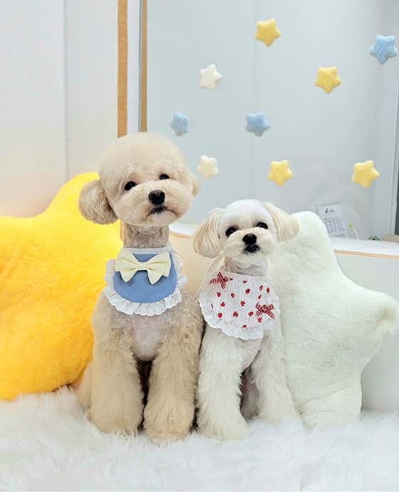 원펫살롱 · 네이버 지도·플레이스 6