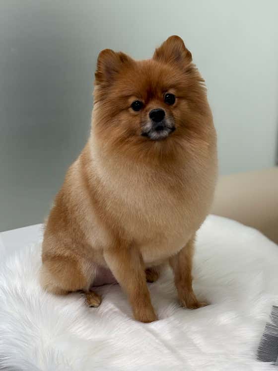또봄 애견미용실 · 네이버 지도·플레이스 4