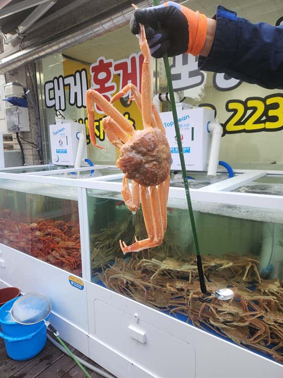 살아있네영덕대게홍게 · 네이버 지도·플레이스 6