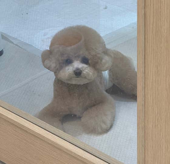 콩이네 강아지미용실 · 네이버 지도·플레이스 3