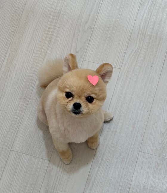 콩이네 강아지미용실 · 네이버 지도·플레이스 4