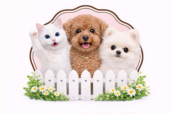 초코네애견샵 대표이미지