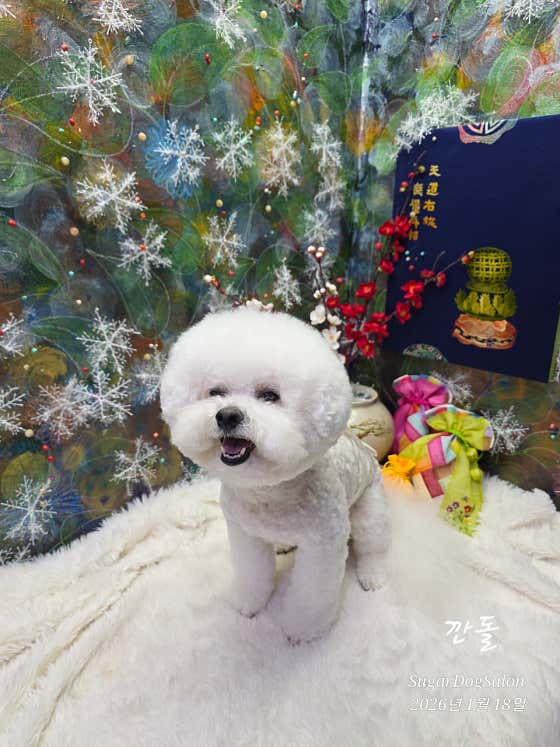 SugarDogSalon · 네이버 지도·플레이스 7