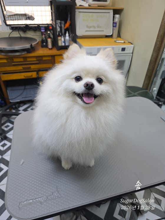 SugarDogSalon · 네이버 지도·플레이스 4