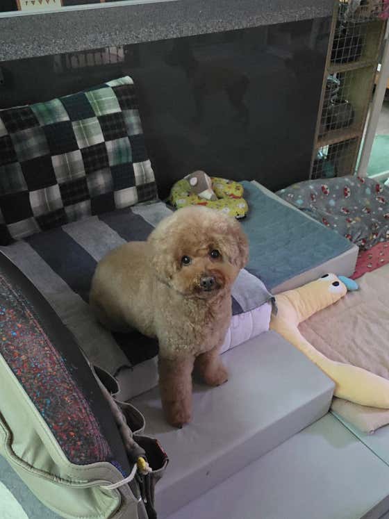 SugarDogSalon · 네이버 지도·플레이스 5