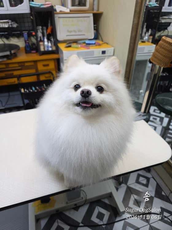 SugarDogSalon · 네이버 지도·플레이스 10