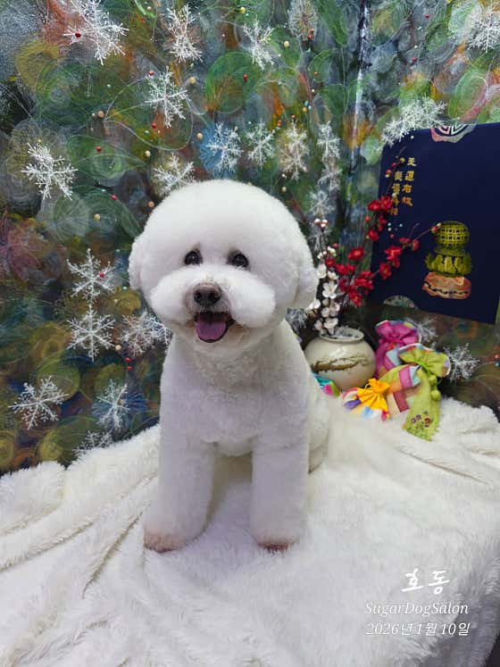 SugarDogSalon · 네이버 지도·플레이스 9