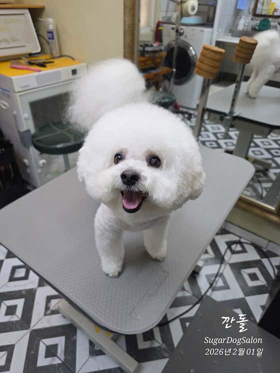 SugarDogSalon · 네이버 지도·플레이스 2