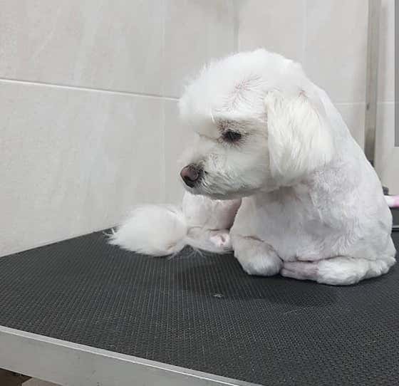 파래 Dog 뷰티살롱 · 네이버 지도·플레이스 10