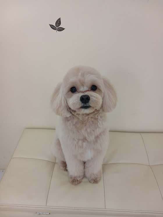깔끔하개 · 네이버 지도·플레이스 9